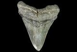 Fossil Megalodon Tooth - Georgia #104567-1